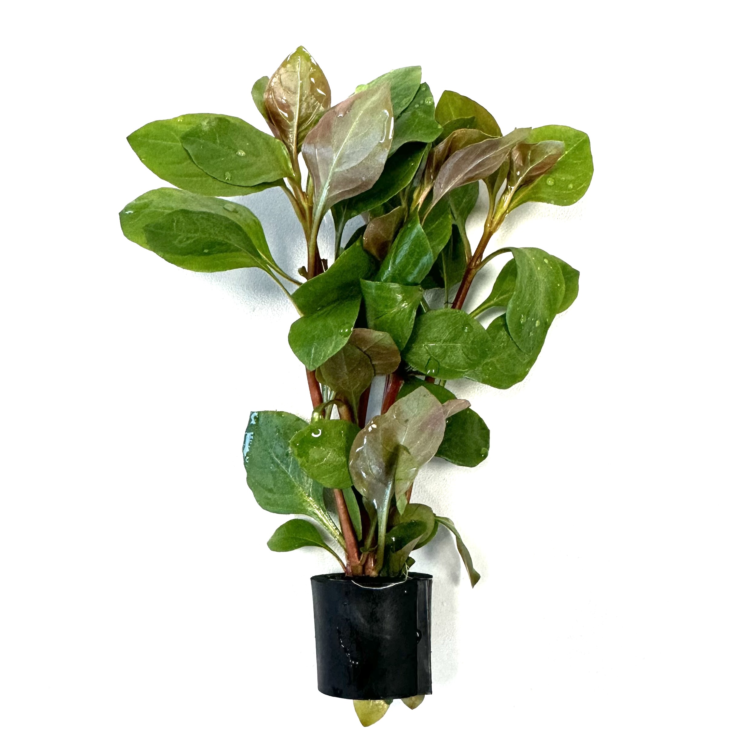 Planten in bundel met Eco-ring